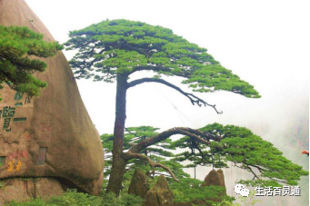 天都峰|黄山两日游 最佳游玩路线