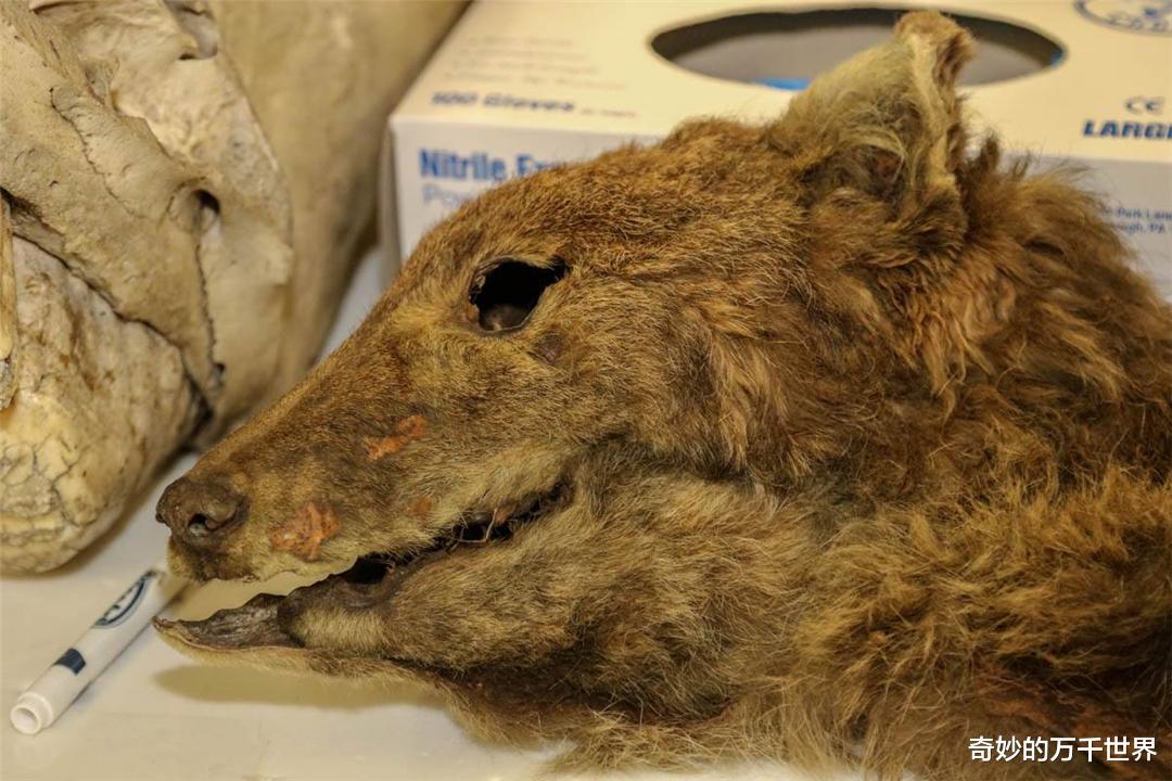 南极狼,从命名到灭绝仅用112年,成为首例已知灭绝的犬科动物