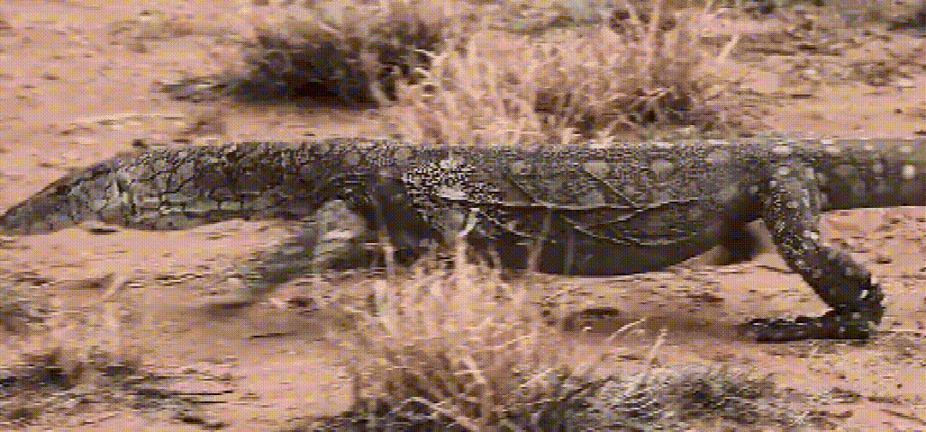 巨蜥|澳洲“顶级”的掠食者—眼斑巨蜥,把毒蛇当做辣条吃,抗毒能力远超平头哥