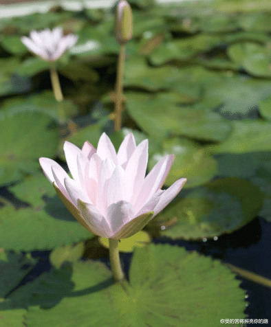 |到了7月中旬，4属相求得上上签，腰包满满，生活更出彩