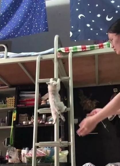 同学在寝室养了一只猫，看到猫咪每次上下铺都能笑一整天，太逗了