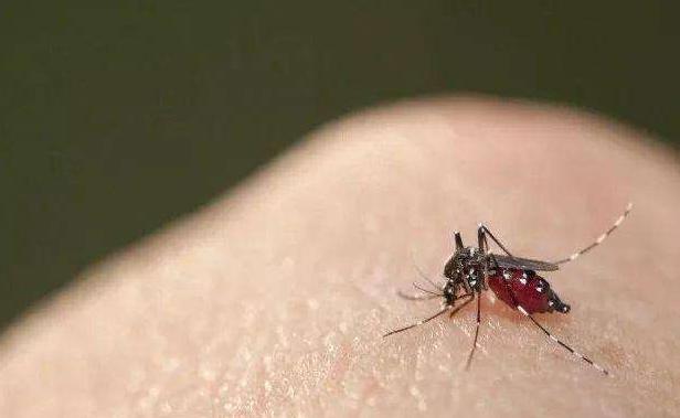 蚊子:不顾反对!7.5亿转基因蚊子被美国释放,专家:恐带来灾难性后果!