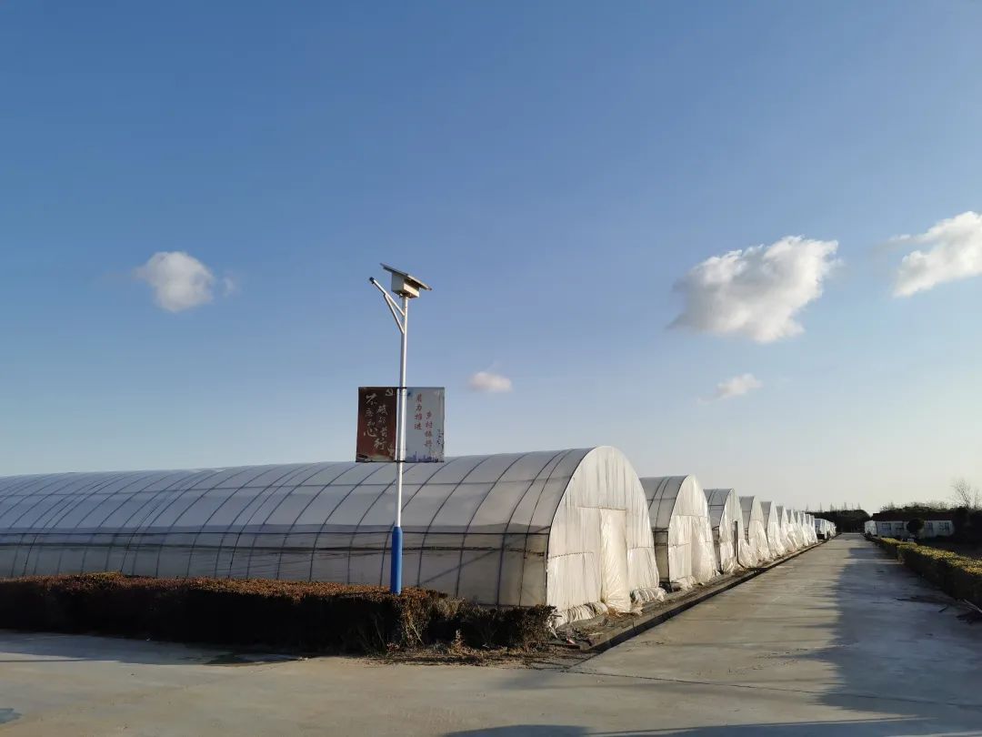 浦东发布 蔬果盖“棉被” 大棚穿“棉衣”!寒潮来袭,浦东田间地头这样防寒保暖