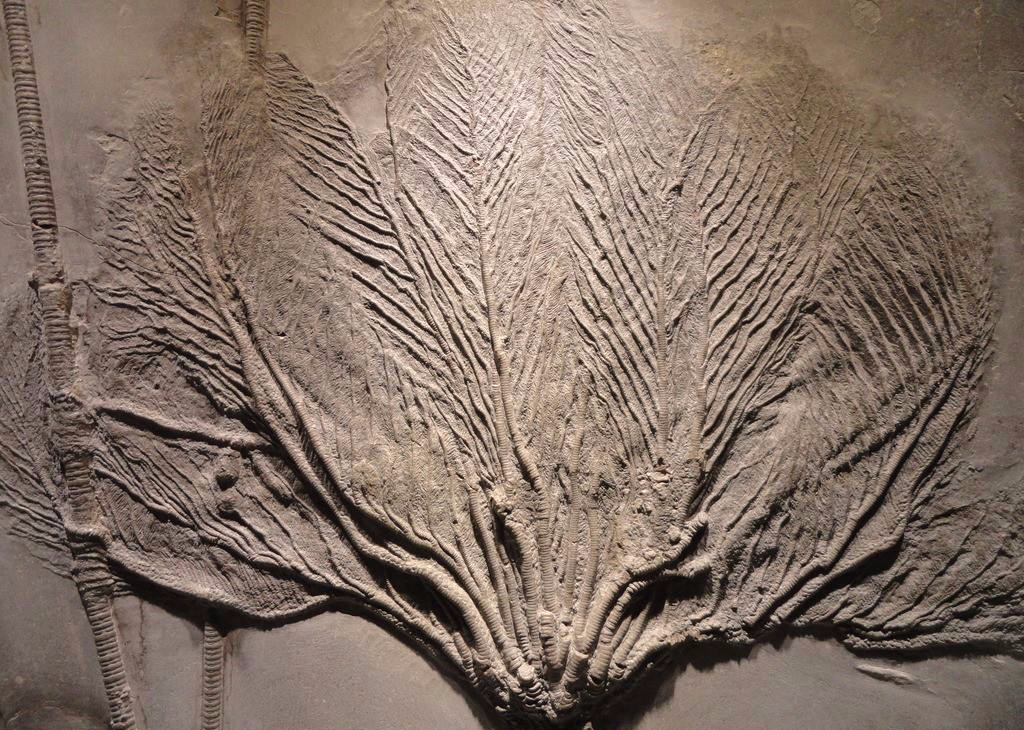 三星堆|最古老的森林被发现,年龄高达3.71亿岁,其刷新我国纪录