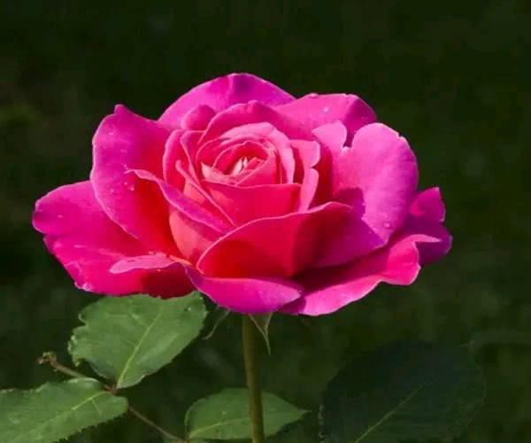 「生肖」5月份:旧爱不甘、不肯分手的3个生肖!