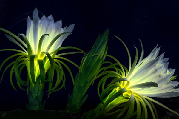 生肖|2020年下半年，喜事连连的4大生肖，事业平步青云，家庭安康和睦！