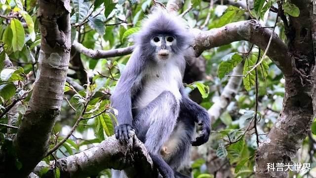 生物学家|生物学家发现一种新猴子，深山里生活了100万年，如今只有200多只