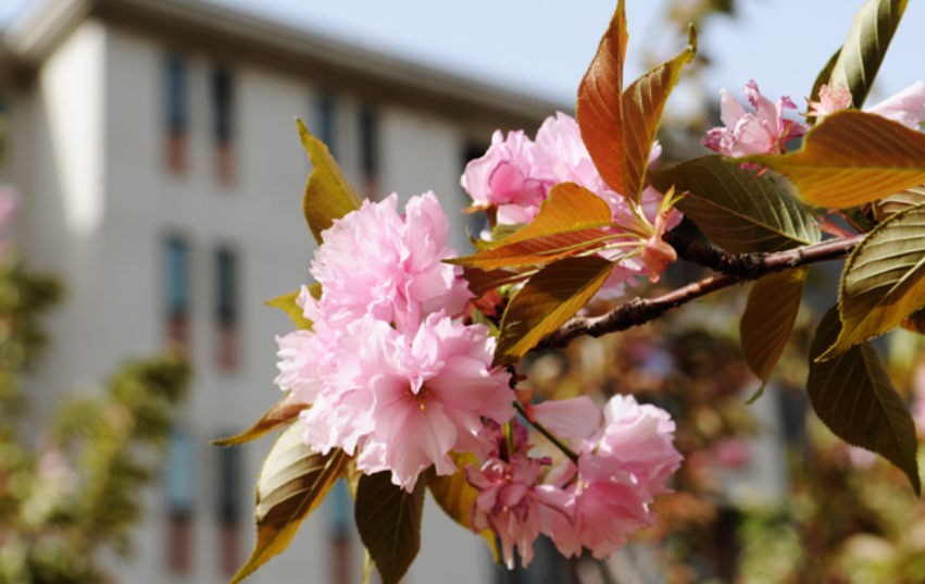 『集美大学』我国“顶尖”的3所二本大学，实力雄厚，考上不愁就业