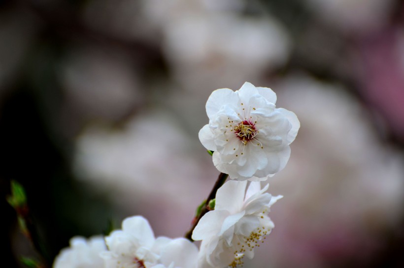 「生肖」未来两周,姻缘轮回,主动复合,爱情一波三折,仍不离不弃4生肖