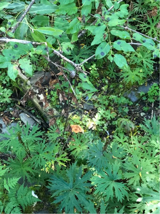 四姑娘山■美丽的四姑娘山