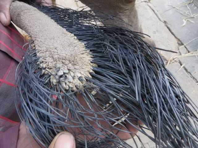 |19张近景特写,记录不同的动物,这也许是我们从见过的另一方面。