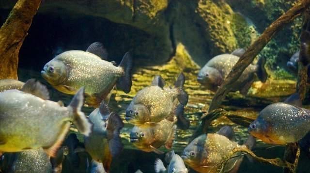 食人鱼|亚马孙河到底有多可怕？为什么人们不敢在亚马孙河中游泳？