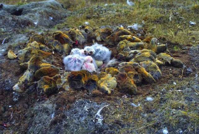 狐狸■为什么地球上越是低级的生物繁殖力就越强，是“谁”在控制它们？