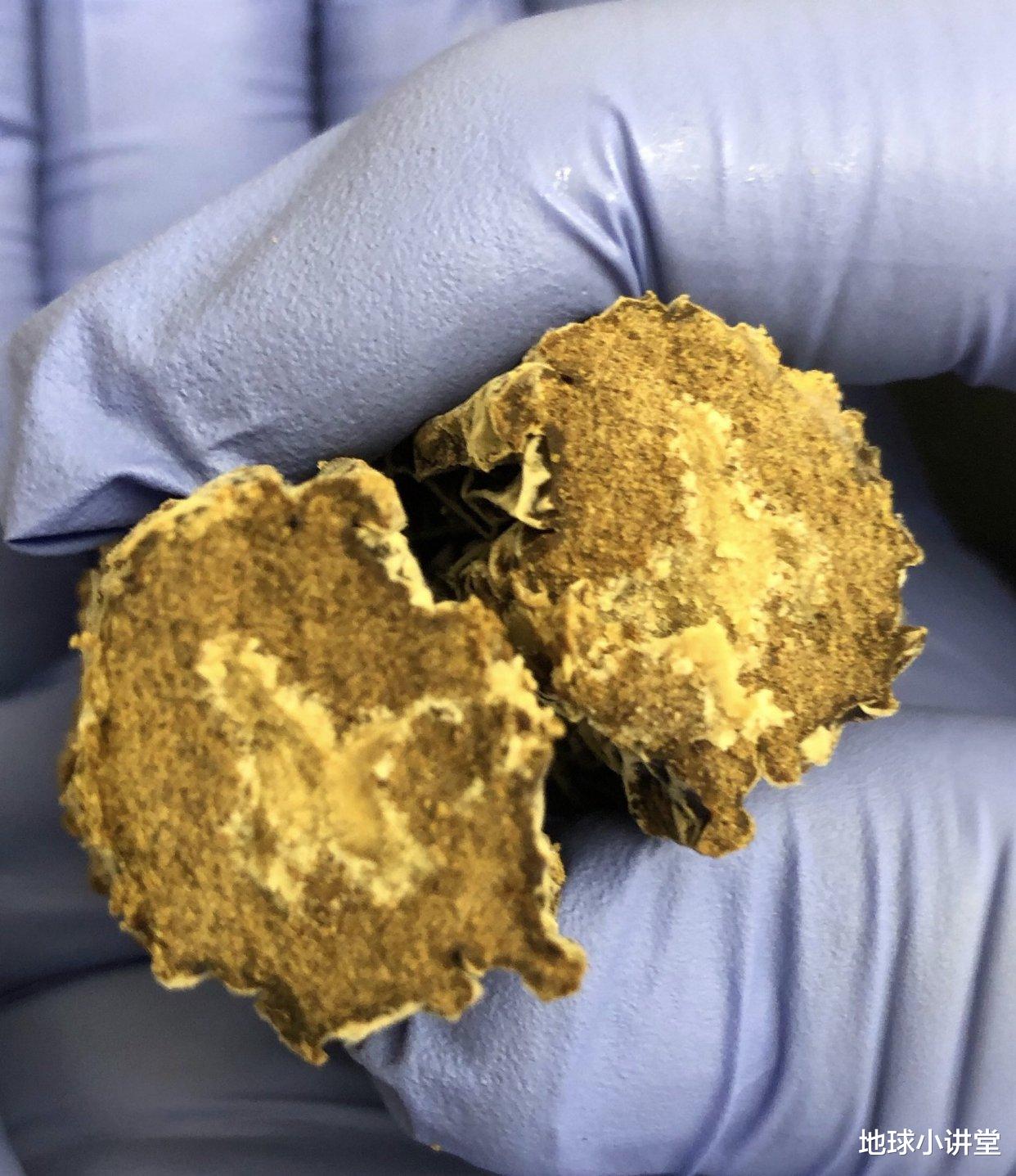 加拿大猞猁|神奇！地下室存放了8年的糕点，给了科学家们一份意想不到的惊喜