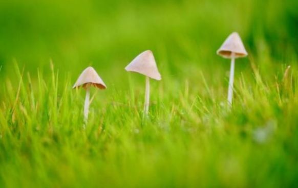 【生肖】“婚后幸福”的三种生肖女，丈夫浪漫又上进，可以过上幸福的生活