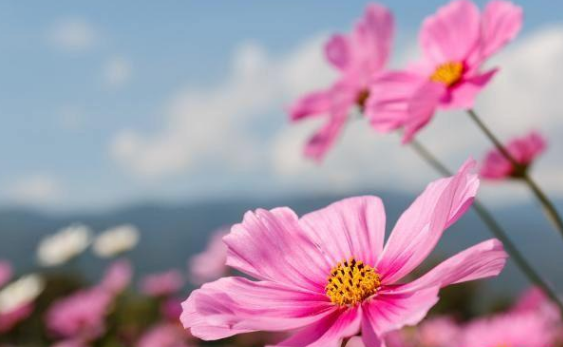 【天蝎座】心眼极多，最为狡猾的3星座，智商高人一等，城府深不可测