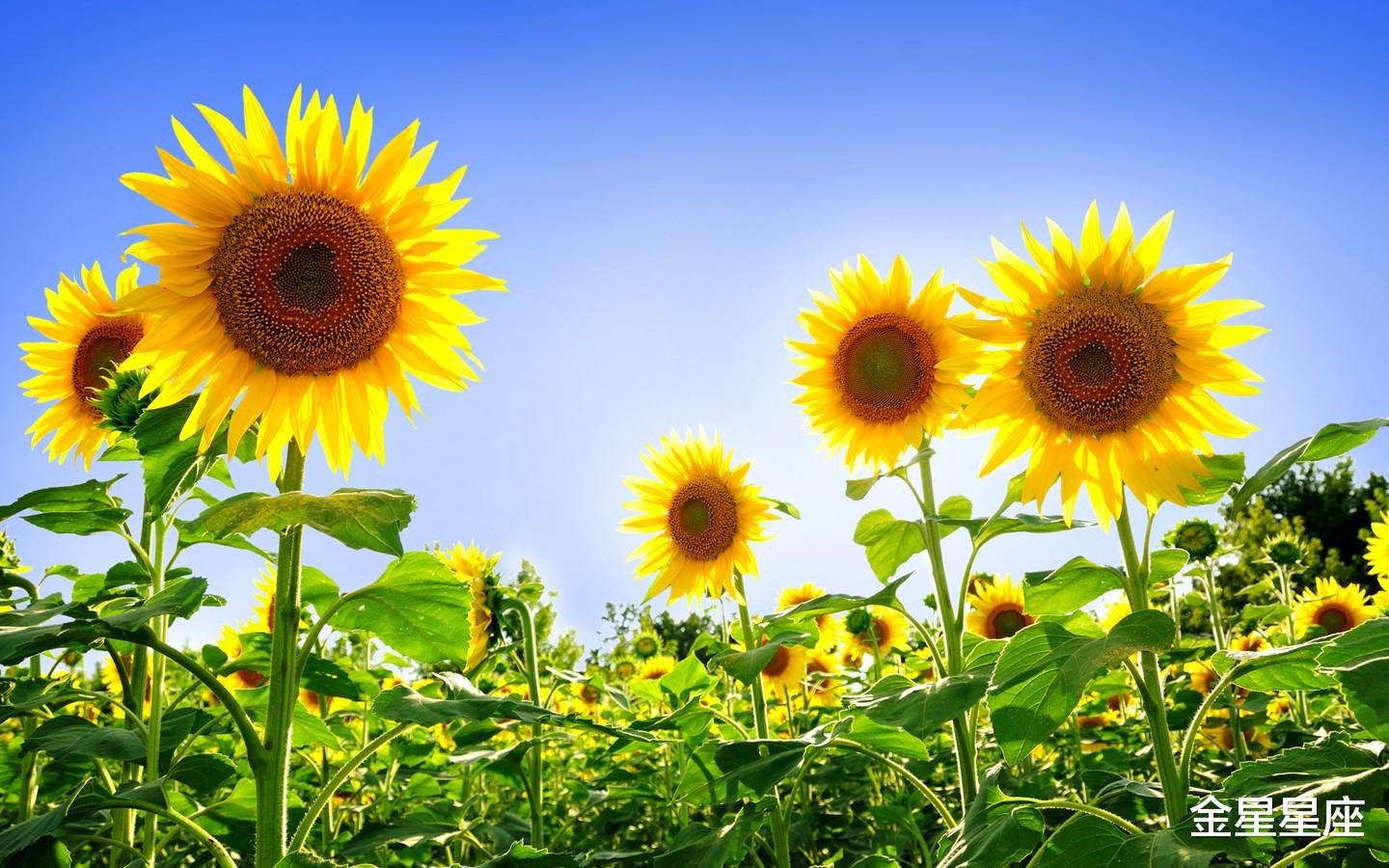 天蝎座@6月20号，紫气东来，3生肖财运红得发紫，做梦都能笑醒