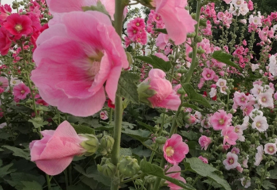 吉星|未来一个月吉星高照，4属相机遇不断，富贵连连，大吉大利