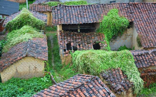 光明乳业|此物经济价值很高，若长在您家房前屋后，别铲除，尽量移植