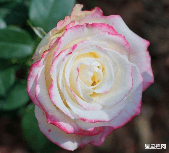 |哪些月份出生的人，社交高手，人脉广好办事，出门在外有人帮