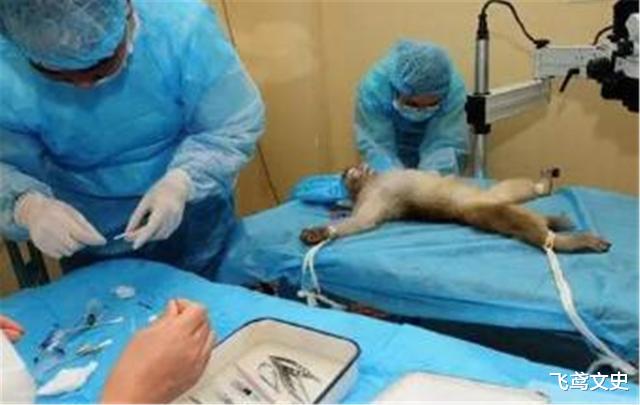 医生|全球第一只“换头”成功的猴子，手术18小时花七千万，如今怎样