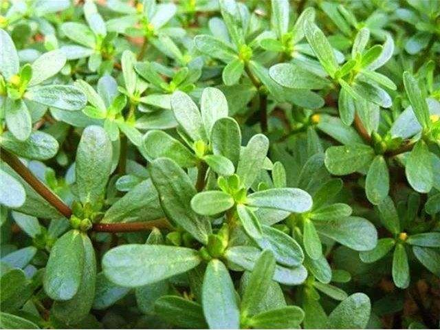 马齿苋|马齿苋捣烂外敷在脸上、身上，能治多种难缠疾病，用过的都说好