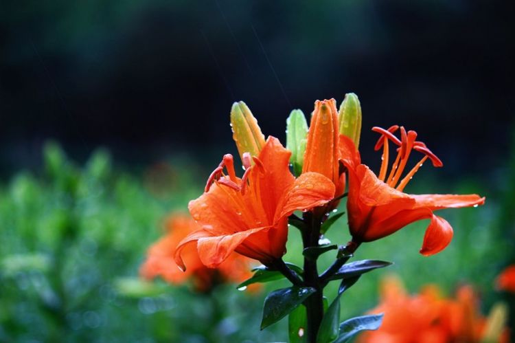 生肖|下个月内，缘分和桃花信心满满，遇见幸福真爱的四大生肖！