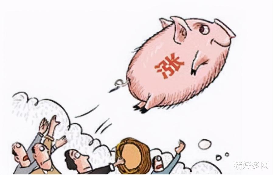 12月15日10公斤仔豬價格，仔豬價格被拉漲，明年上半年豬價樂觀？-圖4