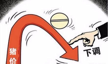 生猪价格|高猪价持续，产能迅速恢复之下，下半年猪价如何？看专业人士咋说