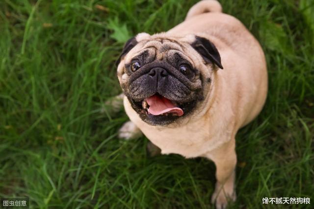 这6种狗狗太容易变胖了！宠主要注意，别养成“猪”了