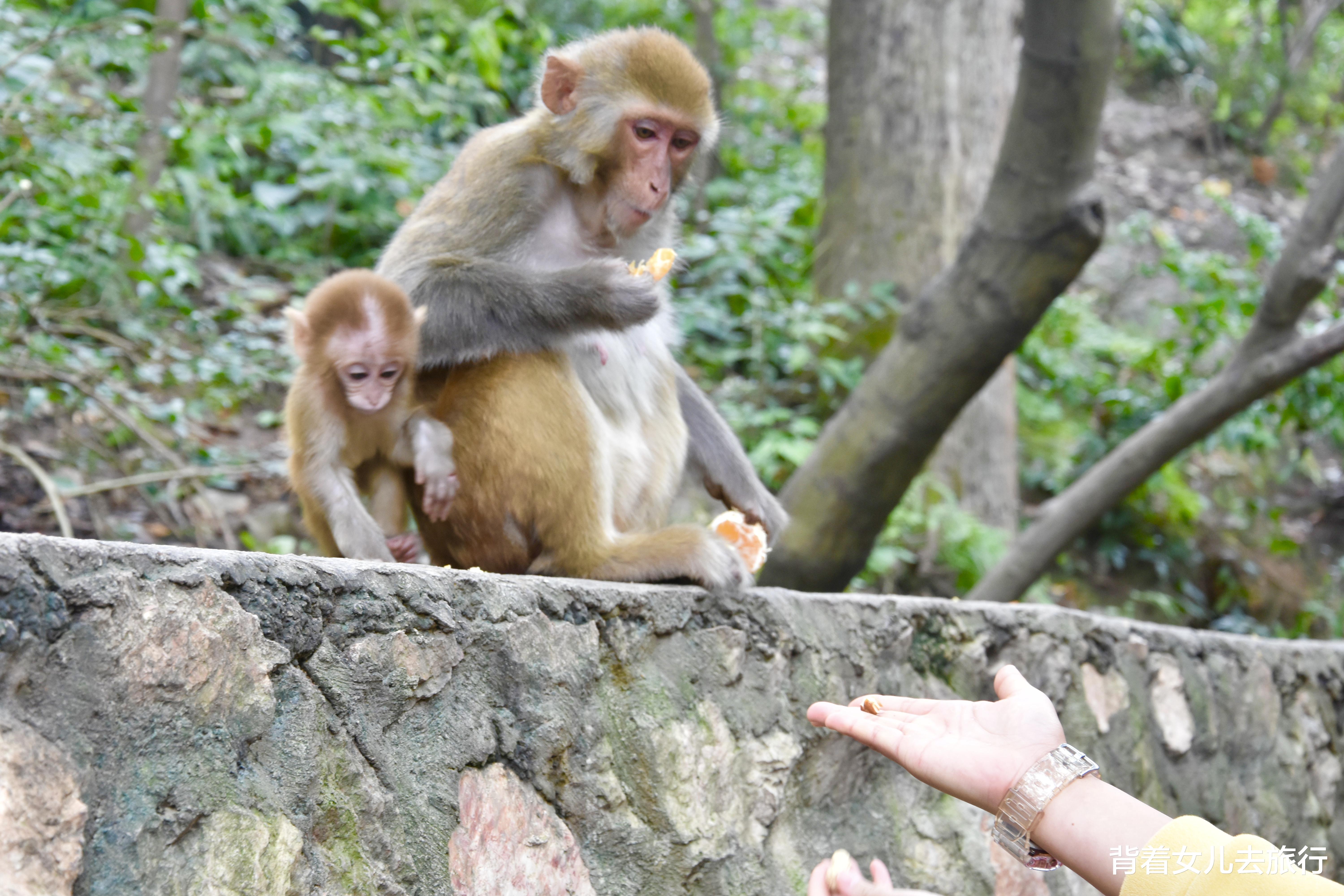 黔灵山|黔南第一山：门票2.5元，每天上万游客