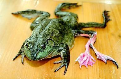 裂头蚴|这些令人作呕的寄生生物 虽然是为了生存但是还是好恶心