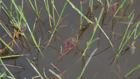 生物考古@在地球存活了2亿年的动物，日本人视它为宝，中国人却拿它喂鸡！