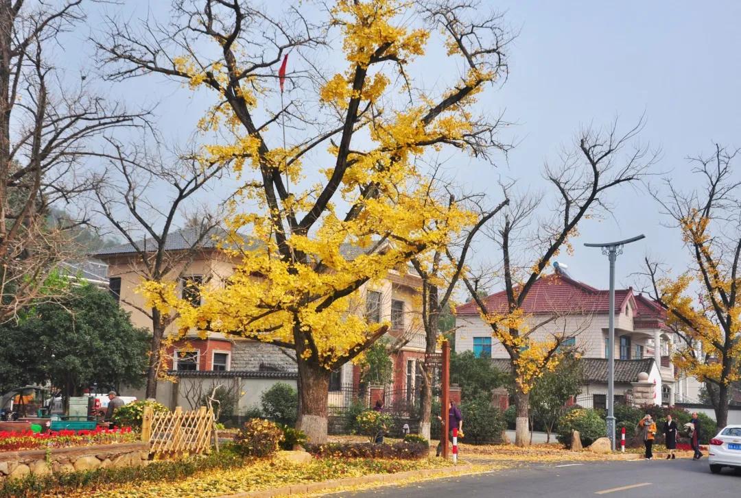 银杏树|全国银杏观赏地图，挑上一个地方去观赏银杏，也不枉过这个秋天