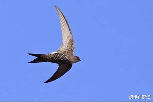 |从不落地的“无脚鸟”,连睡觉都在天上,它真的一辈子都在飞吗?