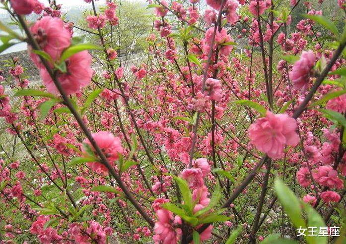 生肖|7月7号好运在即，迎来曙光，好事纷呈，与幸福不期而遇的3大属相