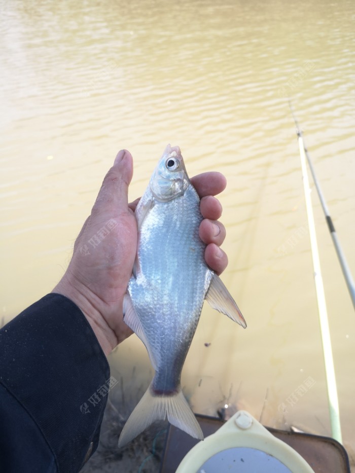 鲫鱼|许久不见，甚是想念