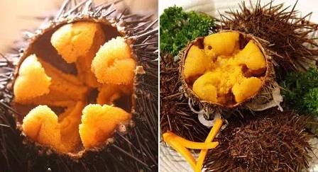 鱿鱼|开海了！这84种海鲜，你都认识吗？