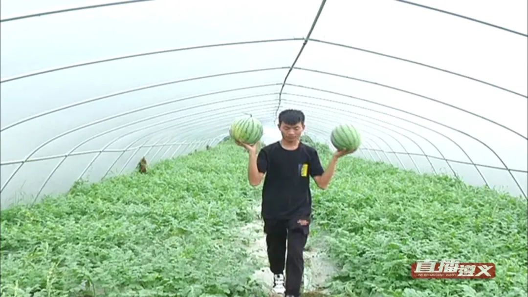 贵州|放弃10000月薪，贵州小伙回家乡种西瓜，如今收益百万