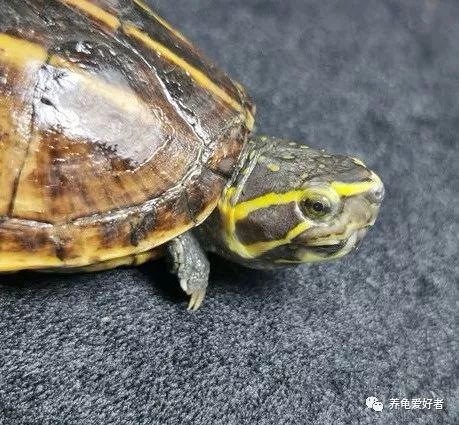 龟龟的冷知识小合集，你看你都知道吗？