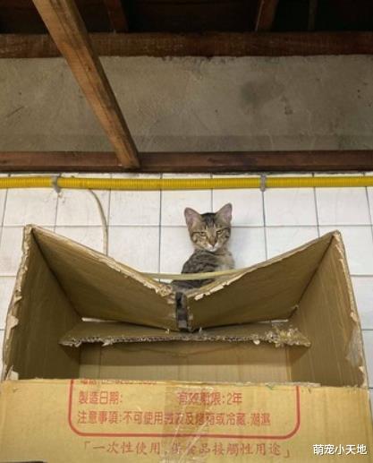 戏精喵剪指甲眼神呆滞生无可恋，它浮夸的表情演技让人笑翻