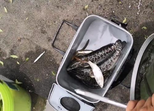 太湖|黑鱼、甲鱼、乌龟，太湖边水族成群浮头，岸边钓鱼人成桶捞起