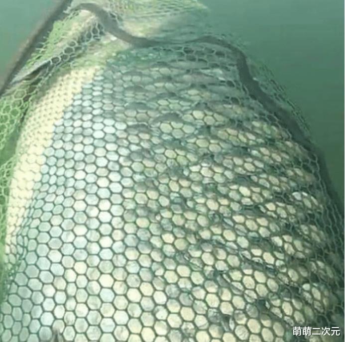 「」47年,一条鱼能长多大?生产队放的鱼,长成青鱼王