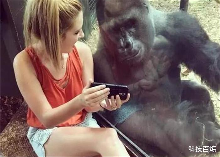 黑猩猩|美国发现一只和人类手指相同的黑猩猩，它要进化成人类吗？