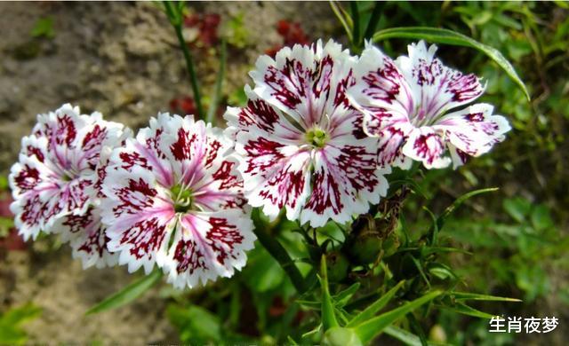 『十二星座』4月底，深情不改，旧情人回首，3生肖热泪盈眶，再次爱得轰轰烈烈