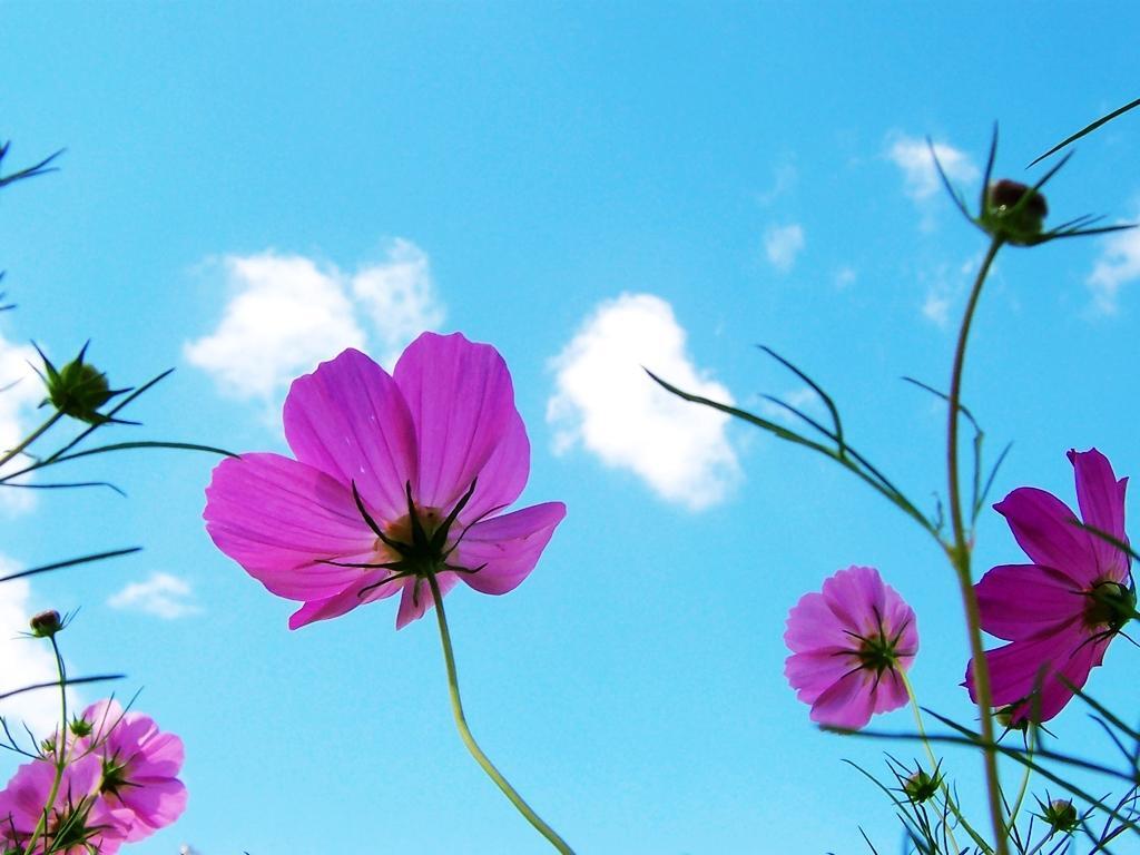 种植帮 象征着藏族文化的花朵—格桑花，寄托了藏族人民的美好情感