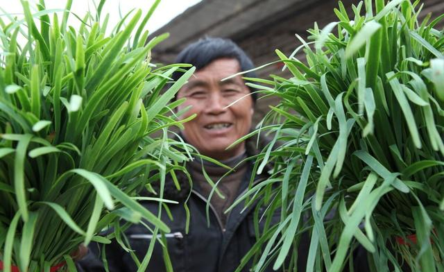 韭菜|学生餐禁止使用韭菜是什么原因？