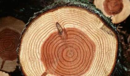 UFO:人类或能制造生命!只要能把木头变成液态,我们在宇宙中就无敌了