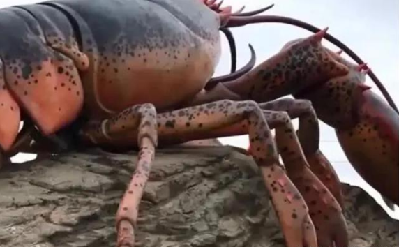 |145岁的龙虾长啥样?如果不放生的话,会一直活下去