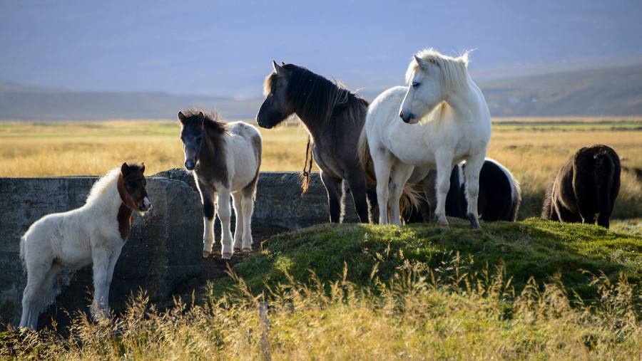 「冰岛马」冰岛上唯一存在的特殊物种，没有任何天敌，政府放任它们无限繁殖